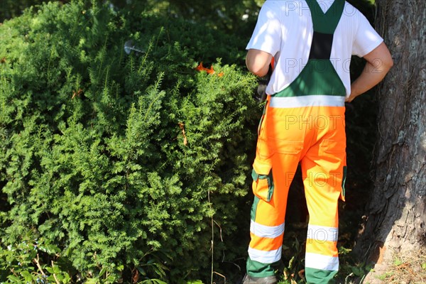 Man cutting hedges and greenery