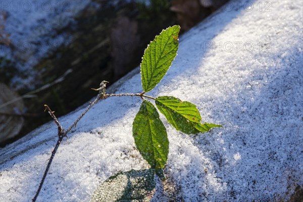 Close-up of blackberry leaves with hoarfrost, Arnsberg Forest nature park Park, Sauerland, North Rhine-Westphalia, Germany, Europe