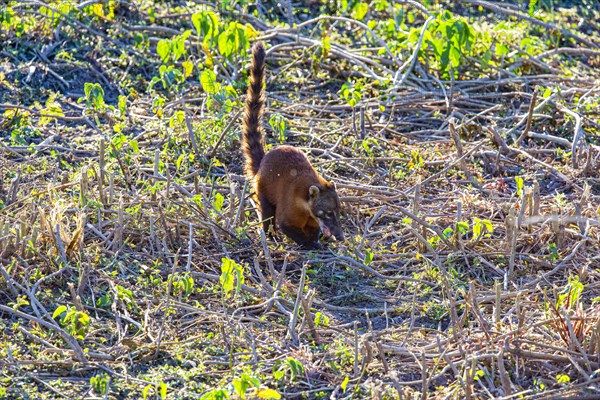 South American coati (nasua nasua) Pantanal Brazil