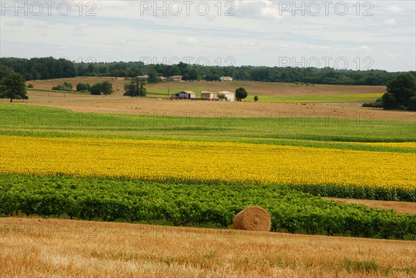 Round straw bales in harvested fields