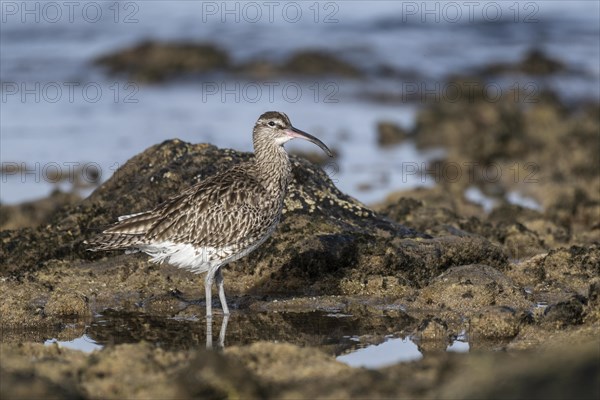 Eurasian curlew (Numenius arquata), Costa Teguise, Lanzarote, Spain, Europe