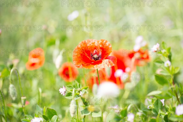 Poppy flowers (Papaver rhoeas), Freising, Upper Bavaria, Bavaria, Germany, Europe