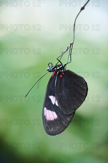 Sara longwing (Heliconius sara) butterfly hanging in a greenhouse, Germany, Europe