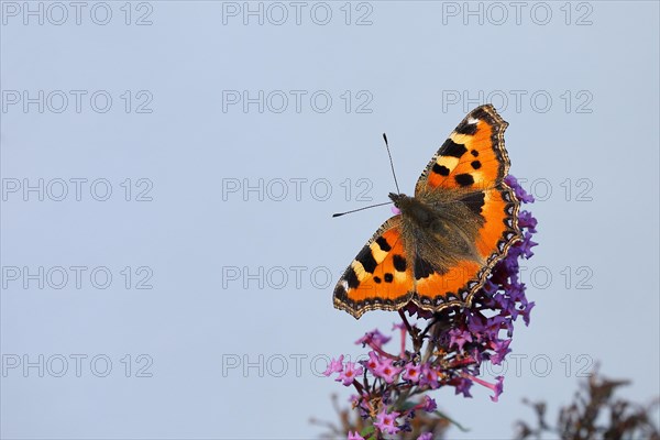 Small tortoiseshell (Aglais urticae), on summer lilac or butterfly-bush (Buddleja davidii), Wilden, North Rhine-Westphalia, Germany, Europe