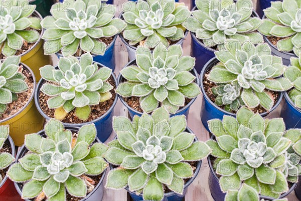 Various types of succulent in flower pots in the greenhouse. Closeup, selective focus