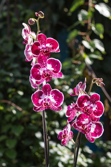 Beautiful orchids of different colors on green background. Phalaenopsis hybrids in the garden. Close up