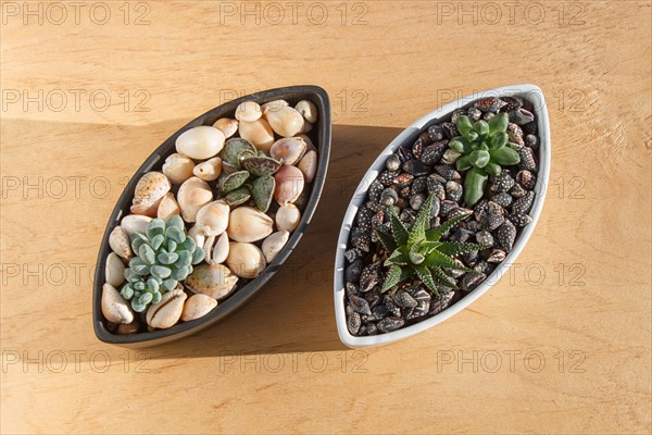 Small succulents in a ceramic pot on a wooden background