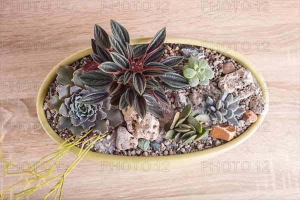 Small succulents in a ceramic pot on a wooden background