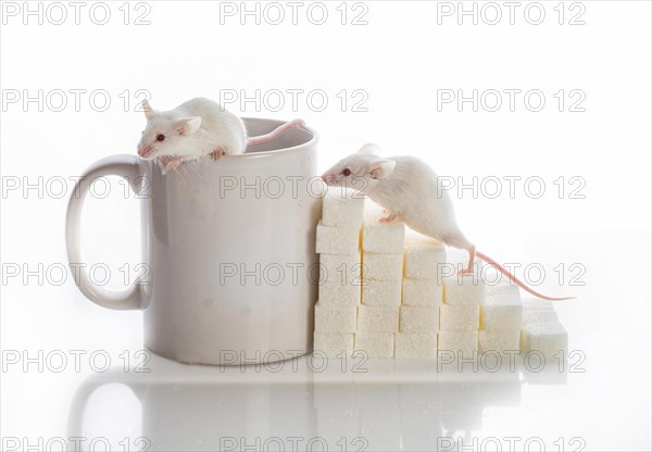 Two white laboratory mice crawling up the stairs from the sugar cubes and a cup, diabetes concept