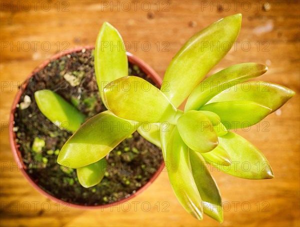 Beautiful little plant, succulent in a small flower pot. on the wooden background