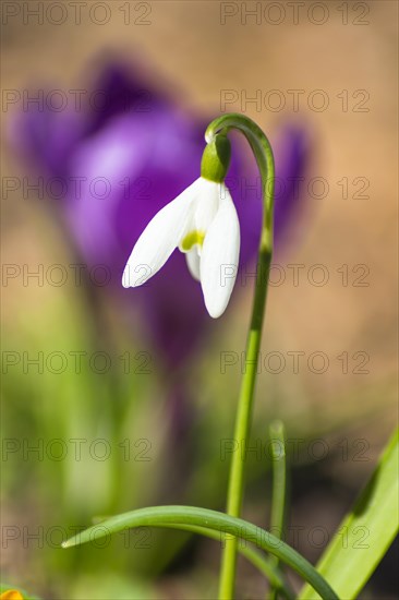 Blooming snowdrop in the botanical garden in spring