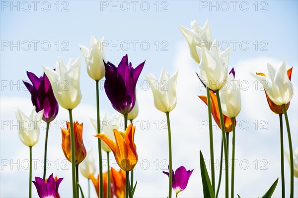 Blooming tulips, lakeside promenade, Ueberlingen, Lake Constance, Baden-Wuerttemberg, Germany, Europe