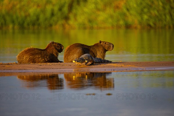 Capybara (Hydrochaeris hydrochaeris) Spectacled caiman Pantanal Brazil