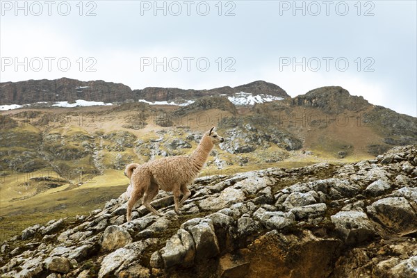 Alpaca (Vicugna pacos) walking over a rock in the Andean highlands, Palccoyo, Checacupe district, Canchis province, Cusco region, Peru, South America