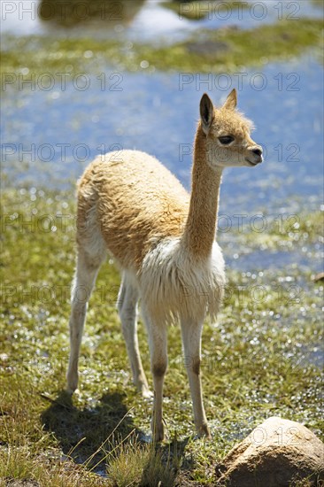 Vicuna or vicuna (Vicugna vicugna) at a waterhole in the Andean highlands, Andahuaylas, Apurimac. region, Peru, South America