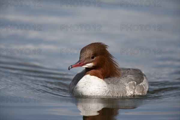 Goosander (Mergus merganser) adult female bird on a lake, England, United Kingdom, Europe