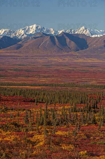Autumn coloured tundra in front of mountains, Denali Highway, Alaska Range, Alaska, USA, North America