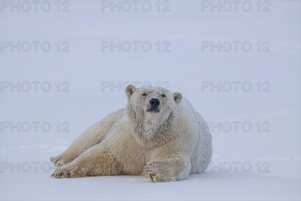 Polar bear (Ursus maritimus), lying and watching, in the snow, Kaktovik, Arctic National Wildlife Refuge, Alaska, USA, North America