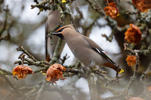 Bohemian waxwing (Bombycilla garrulus), winter visitor, invasion bird, Thuringia, Germany, Europe