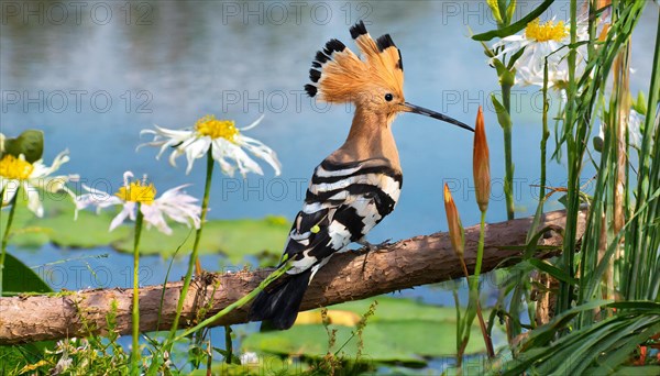 KI generated, animal, animals, bird, birds, biotope, habitat, a, individual, water, reeds, water lilies, blue sky, foraging, wildlife, hoopoe (Upupa epops), treehoppers, summer, flowers