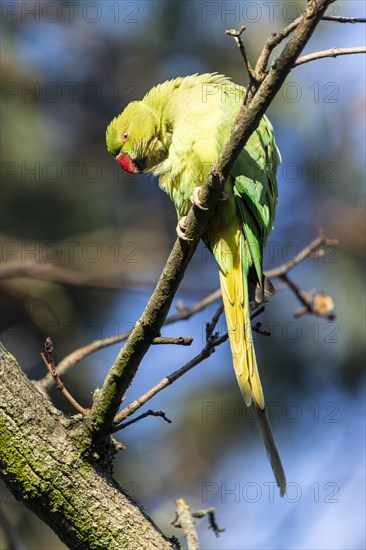 Rose-ringed parakeet (Psittacula krameri) on a branch, wildlife, Germany, Europe