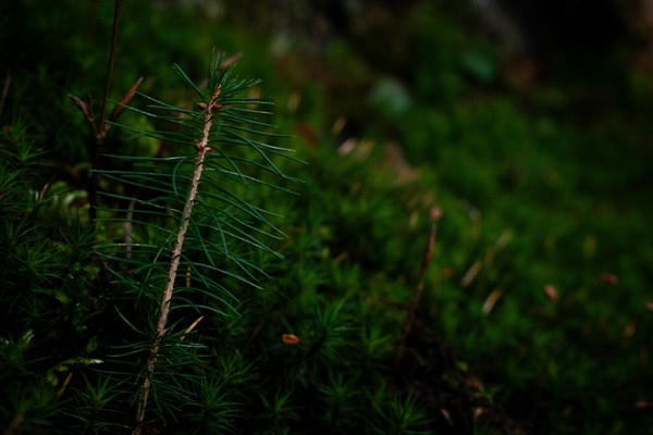 Spruce seedling (Picea abies) growing in moss, close-up, Neubeuern, Germany, Europe