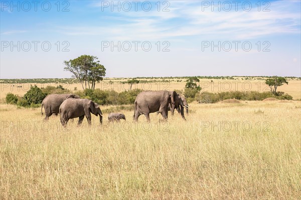 Family group with elephants (Loxodonta africana) walking on the savanna in Africa, Maasai Mara, Kenya, Africa
