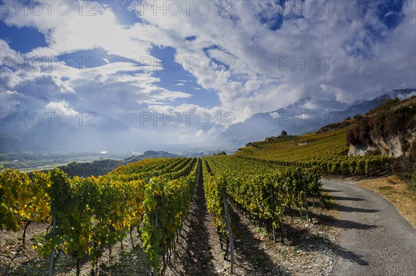 Vines in the Swiss Rhone Valley, wine, grapevine, agriculture, agribusiness, farming, wine-growing region, wine-growing, panorama, landscape, alcohol, tourism, travel, hiking, cloudy, autumn, autumnal, Alps, clouds, Valais, Switzerland, Europe