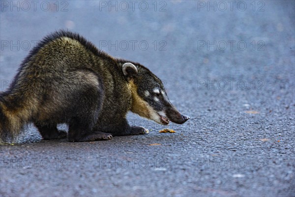 South American coati (nasua nasua) Pantanal Brazil