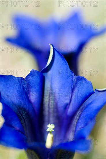 Stemless gentian (Gentiana acaulis) Stengelloser Enzian