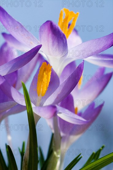 Spring crocus (Crocus Vernus) Munich, Bavaria, Germany, Europe