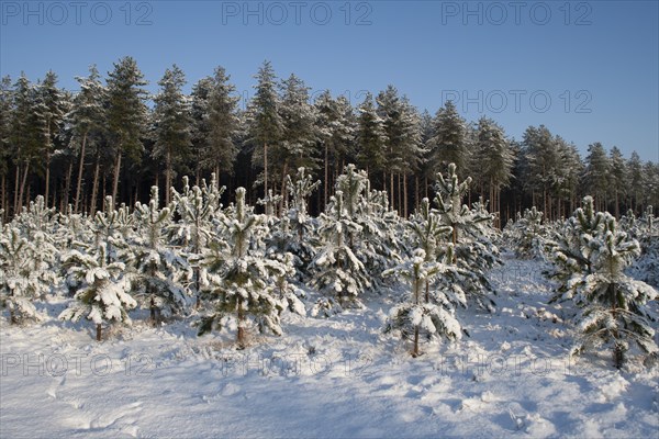 Norway spruce (Picea abies) and Scots pine (Pinus sylvestris) trees in a forest covered with snow in the winter, England, United Kingdom, Europe