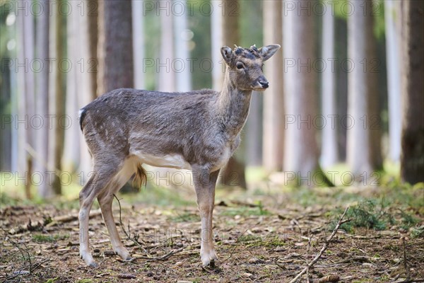 Fallow deer (Dama dama) buck standing in a forest, Bavaria, Germany, Europe