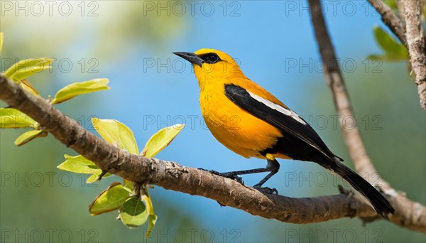 KI generated, animal, animals, bird, birds, biotope, habitat, one, individual, blue sky, foraging, wildlife, summer, seasons, eurasian golden orioles (Oriolus oriolus), oriole, tree, branch