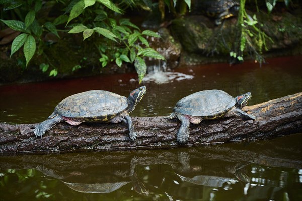 Red-eared slider (Trachemys scripta elegans) on a tree trunk, captive, Germany, Europe