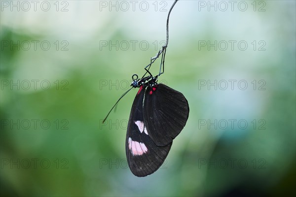 Sara longwing (Heliconius sara) butterfly hanging in a greenhouse, Germany, Europe