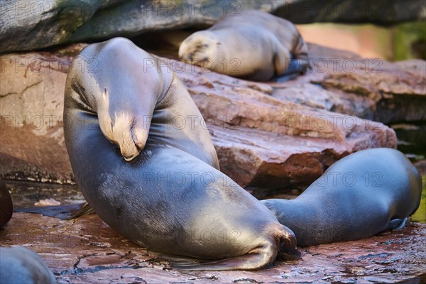 California sea lion (Zalophus californianus) lying on a rock, captive, Germany, Europe