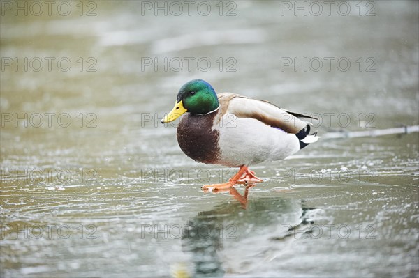 Wild duck (Anas platyrhynchos) male walking on the ice of a frozen lake, Bavaria, Germany, Europe