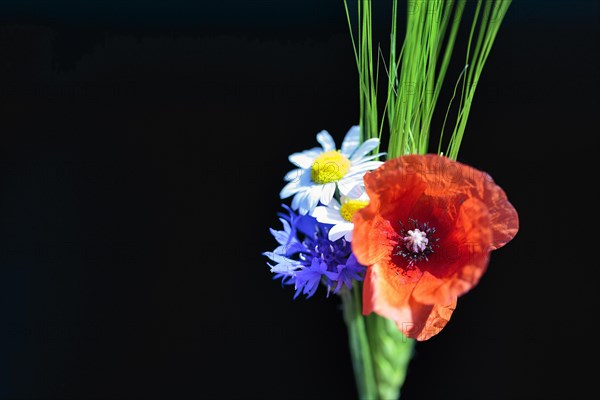 Red poppy flower (Papaver rhoeas), green barleys (Hordeum vulgare), cornflower (Centaurea cyanus), field flowers, wild flowers, detail, bouquet of flowers, free text space, still life against a black background