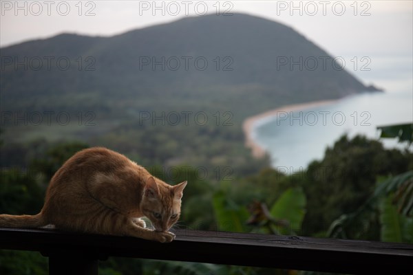 A red cat on a terrace in the foreground, in the background the beach Grande Anse on Basse Terre, Guadeloupe, the French Antilles and the Caribbean, North America