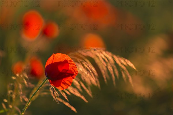 Poppies in the soft light of the sunset, radiating a calming atmosphere, poppy (Papaver) in the evening light