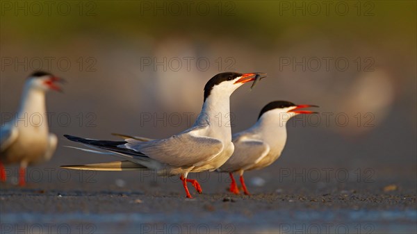 Common Tern (Sterna hirundo), courtship display with fish in beak, Danube Delta Biosphere Reserve, Romania, Europe