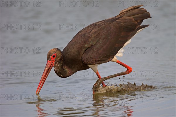 Black stork (Ciconia nigra), adult bird, Mecklenburg-Western Pomerania, Germany, Europe