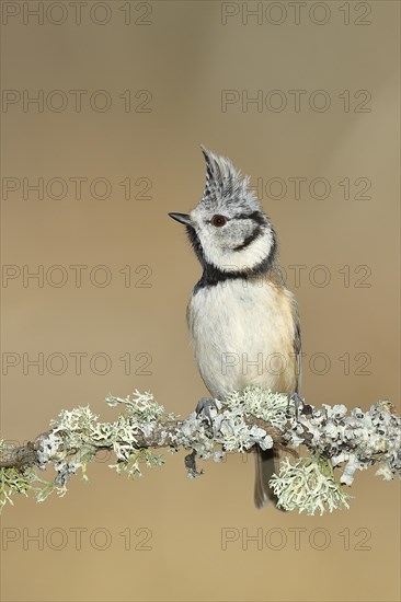 Crested tit (Lophophanes cristatus), sitting on a branch overgrown with reindeer lichen (Cladonia rangiferina), North Rhine-Westphalia, Germany, Europe