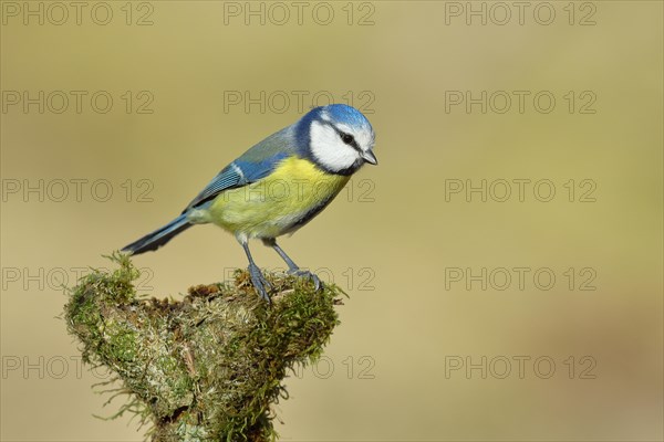 Blue tit (Parus caeruleus), sitting on a branch covered with moss, Wilnsdorf, North Rhine-Westphalia, Germany, Europe