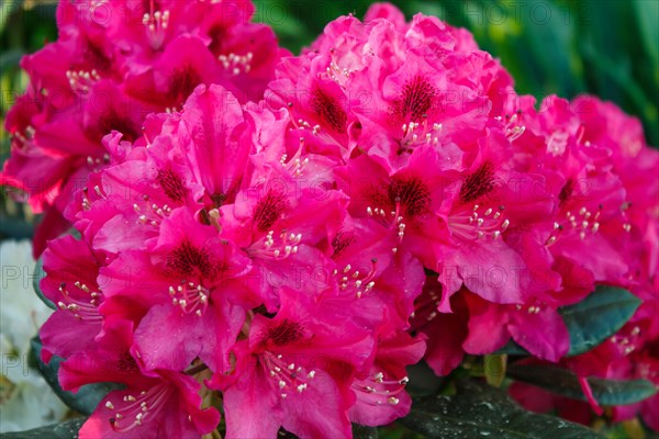 Rhododendron (azalea) flowers of various colors in the spring garden. Closeup. Blurred background