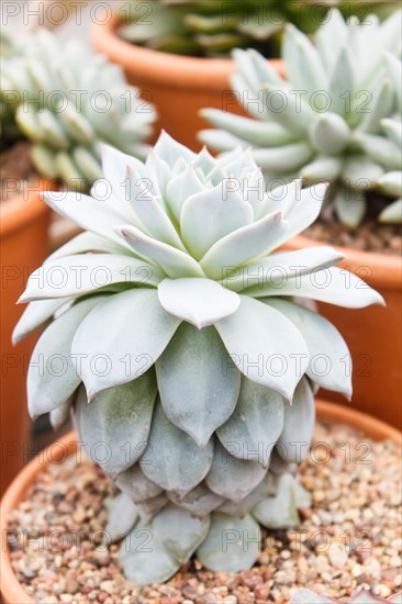 Beautiful succulent plant in greenhouse. Closeup, floral patterns, selective focus