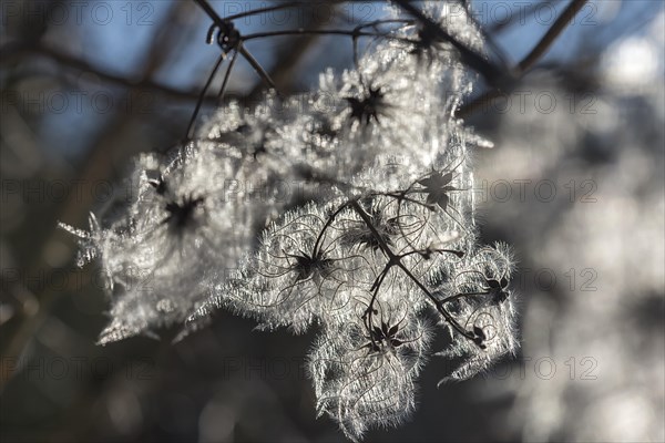 Seed head of a clematis (Clematis montana) against the light, Bavaria, Germany, Europe