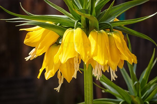 Crown imperial fritillary (Fritillaria imperialis) flowers. Yellow color of the flowers and with green color of leaves