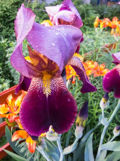 Iris flower with water droplets in the garden